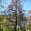 Olcha - drewno kominkowe #6