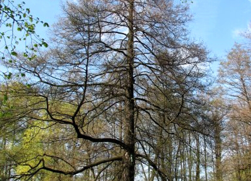 Olcha - drewno kominkowe #6