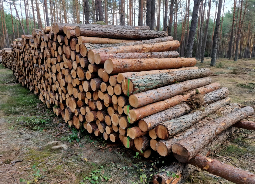 Sosna - drewno kominkowe #6