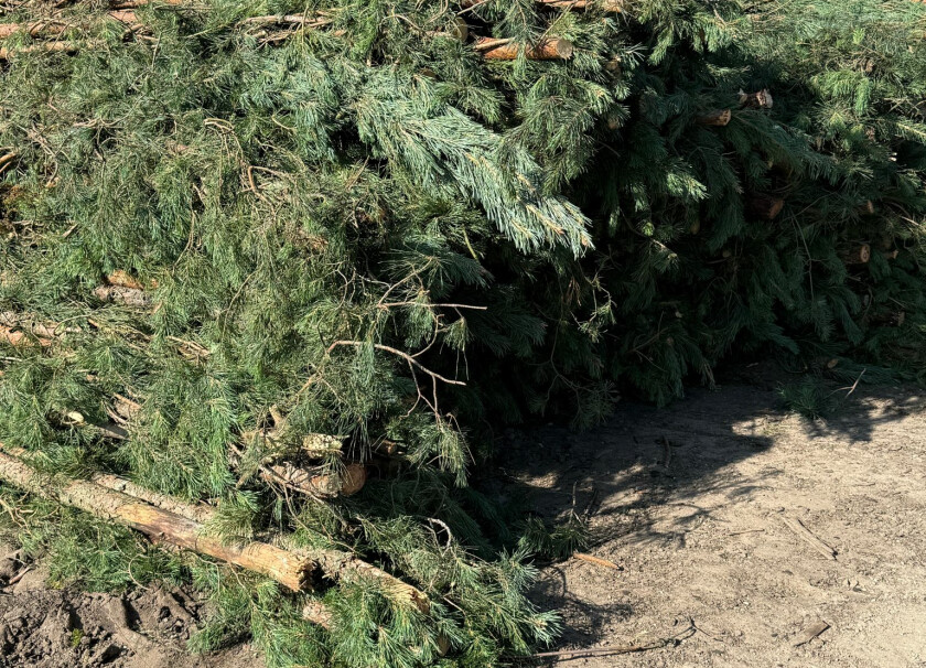 Kiszka faszynowa leśna fi15-20cm – 1mb #2