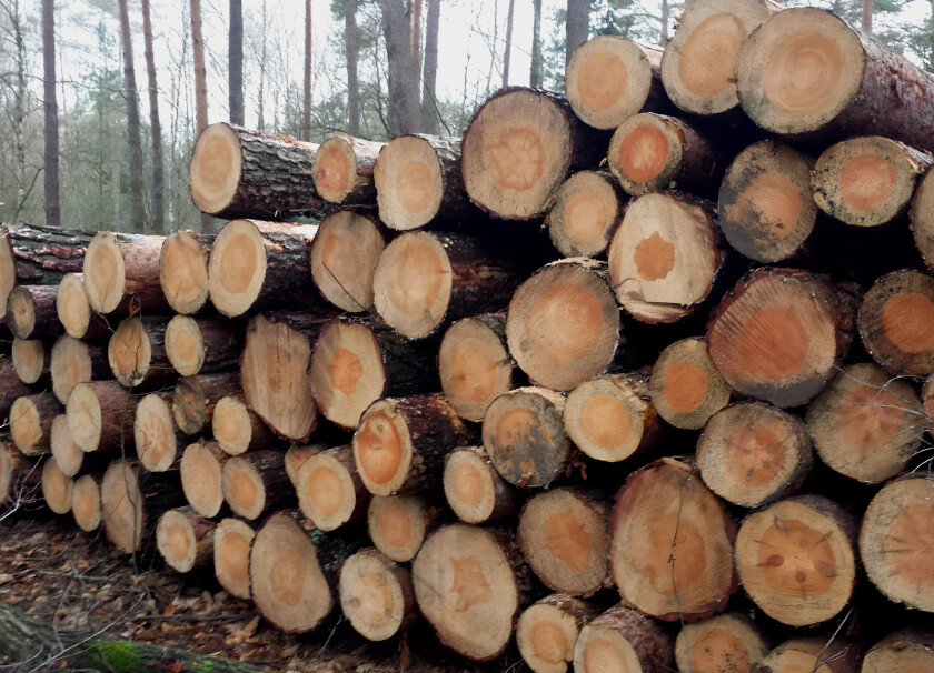 Kłoda 5/6m #1