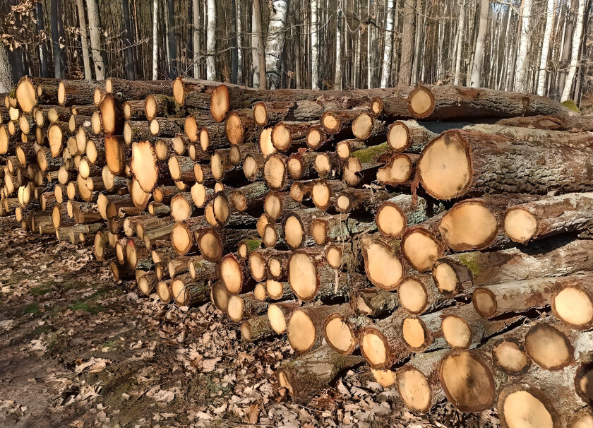 Słupki ogrodzeniowe - dąb #5